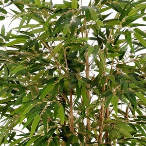 Дерево Бамбук натуральный