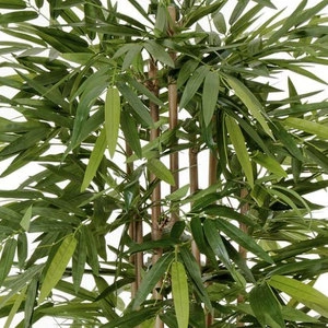 Дерево Бамбук Новый