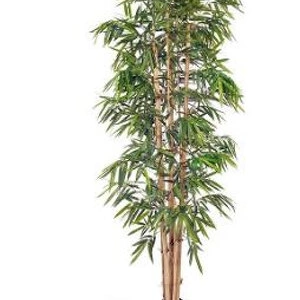 Дерево Бамбук Новый Гиганский Биг Лиф