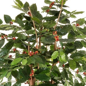 Дерево Кофейное дерево с плодами