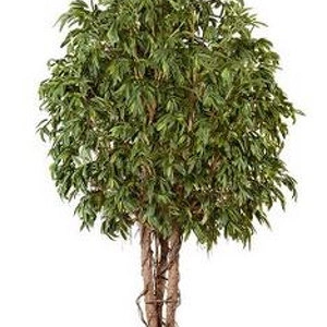 Дерево Лонгифолия широколистная Гигантская