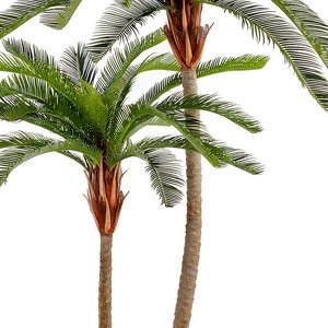 Дерево Пальма Цикас двухствольная