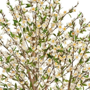 Дерево Сакура Элегант цветущая кремовая