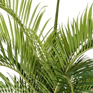 Дерево Финиковая пальма Гигантская