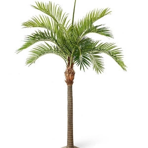 Дерево Финиковая пальма Гигантская