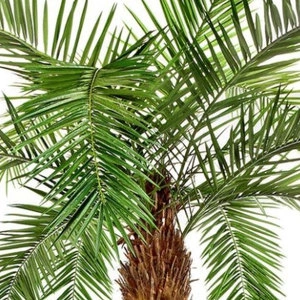 Дерево Финиковая пальма Гигантская изогнутая
