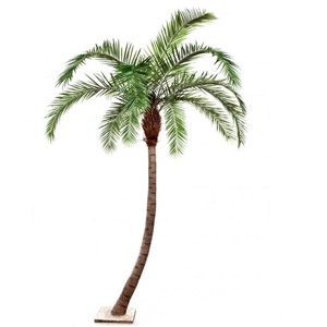 Дерево Финиковая пальма Гигантская изогнутая