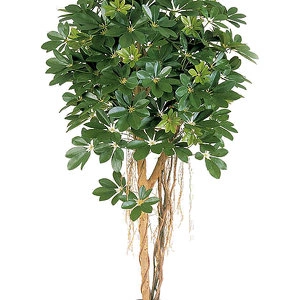 Дерево Шеффлера зонтичная зелёная
