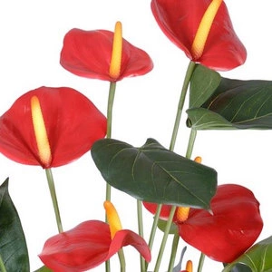 Растение Антуриум Де Люкс большой куст красный в кашпо