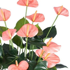 Растение Антуриум Де Люкс большой куст нежно-розовый в кашпо
