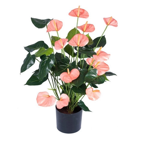 Растение Антуриум Де Люкс большой куст нежно-розовый в кашпо от TREEZ, TZ.PL.TR.506