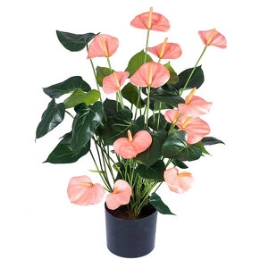 Растение Антуриум Де Люкс большой куст нежно-розовый в кашпо