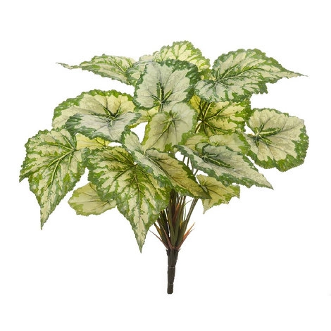 Растение Бегония крупнолистная светло-зелёная большая от TREEZ, TZ.PL.TR.510