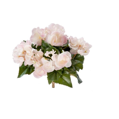 Растение Бегония куст св. розовый с кремовым от TREEZ, TZ.PL.TR.515