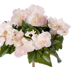 Растение Бегония куст св. розовый с кремовым