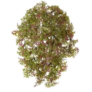 Растение Ватер-грасс (Рясковый мох) куст зелёный с бордо