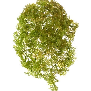 Растение Ватер-грасс (Рясковый мох) куст св.зелёный со св.коричневым