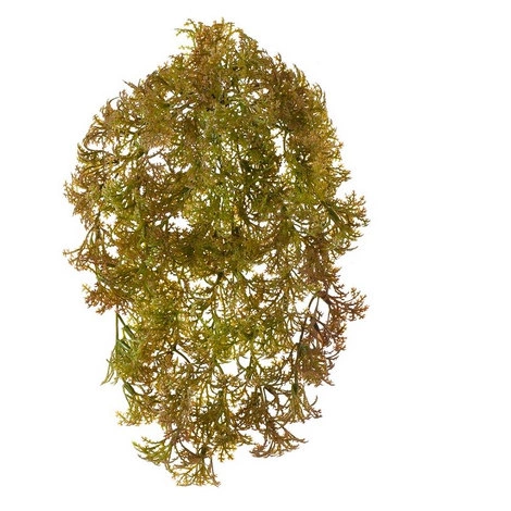 Растение Ватер-грасс (Рясковый мох) куст светло-коричнево-зелёный от TREEZ, TZ.PL.TR.520