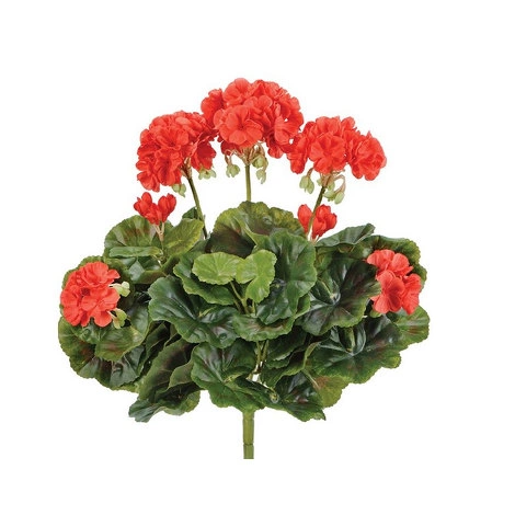 Растение Герань красная цветущий куст от TREEZ, TZ.PL.TR.534