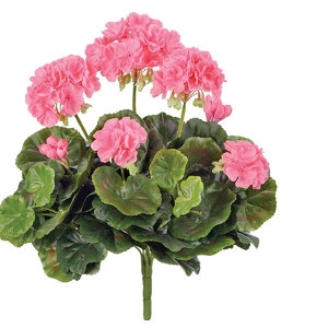 Растение Герань ярко-розовая цветущий куст