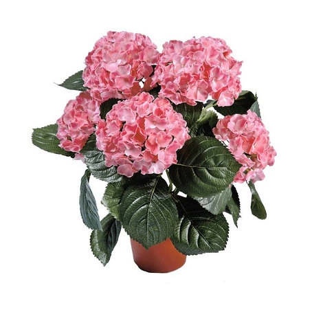 Растение Гортензия куст розовый в горшке от TREEZ, TZ.PL.TR.540