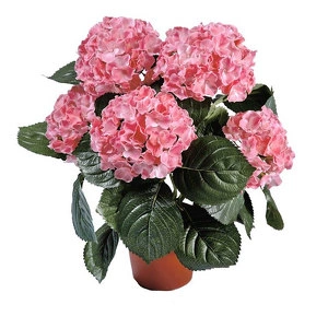 Растение Гортензия куст розовый в горшке