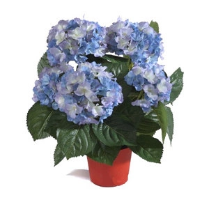 Растение Гортензия куст тёмно-голубой в горшке