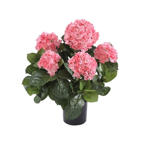 Растение Гортензия куст большой розовый в горшке от TREEZ, TZ.PL.TR.545