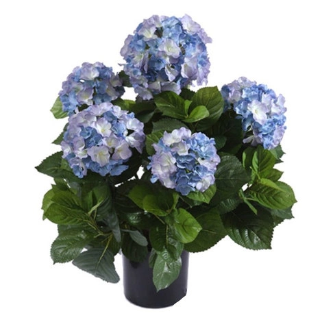 Растение Гортензия куст тёмно-голубой большой в горшке от TREEZ, TZ.PL.TR.546