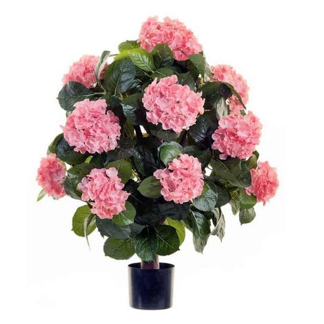 Растение Гортензия куст Макси розовый в горшке от TREEZ, TZ.PL.TR.549
