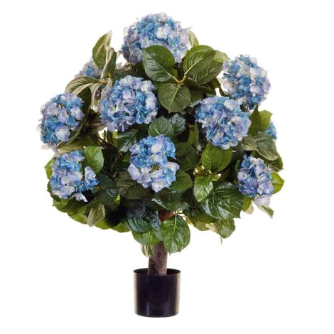 Растение Гортензия куст Макси тёмно-голубой в горшке от TREEZ, TZ.PL.TR.550