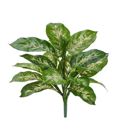 Растение Диффенбахия бело-зелёная куст от TREEZ, TZ.PL.TR.560