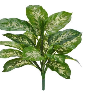 Растение Диффенбахия бело-зелёная куст