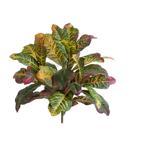 Кротон куст Мидл зелёно-жёлто-розовый (Sensitive Botanic) от TREEZ, TZ.PL.TR.596