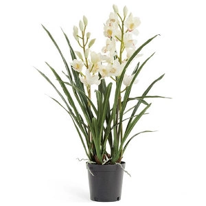 Орхидея Цимбидиум белая куст в кашпо 2 ветки