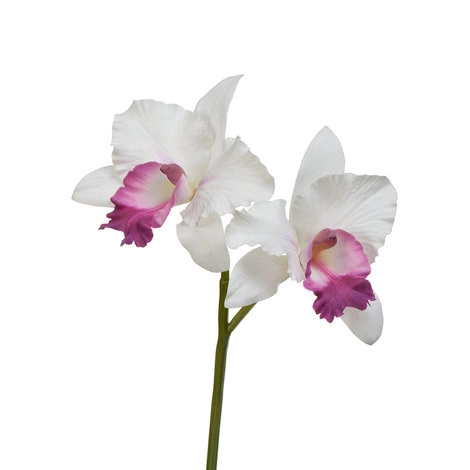 Орхидея Каттлея белая с тёмно-розовым язычком от TREEZ, TZ.PL.TR.1394