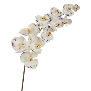 Орхидея Фаленопсис Sensitive Botanic цвет естественный белый с фиолет.крапинами
