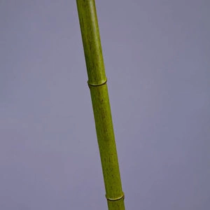 Бамбук стебель полый св. зелёный толстый