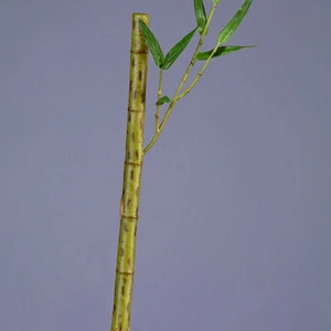 Бамбук стебель длинный св.зелёный с веточкой
