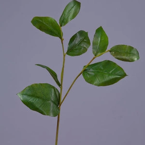 Ветвь Салала с зелёными листами