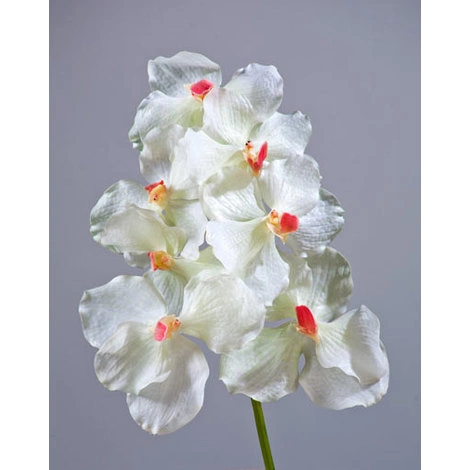Орхидея Ванда белая с роз. сердцевинкой от TREEZ, TZ.PL.TR.1412
