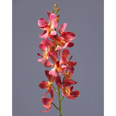 Орхидея Дендробиум кораллово-розовая от TREEZ, TZ.PL.TR.1432