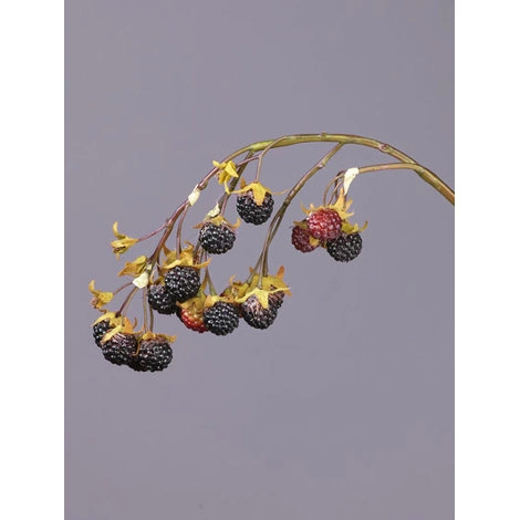 Ежевика ветвь со спелыми ягодами от TREEZ, TZ.PL.TR.1461