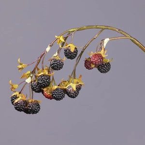 Ежевика ветвь со спелыми ягодами