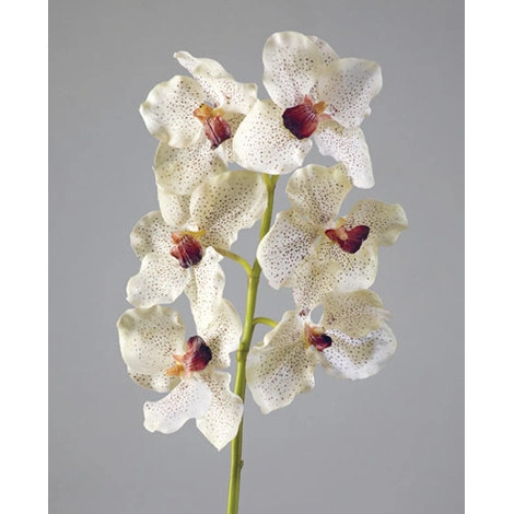 Орхидея Ванда крем с крапинами бордо от TREEZ, TZ.PL.TR.1464