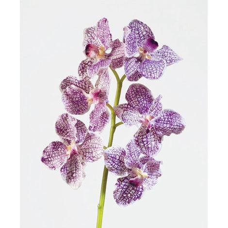 Орхидея Ванда бело-фиолетовая от TREEZ, TZ.PL.TR.1466