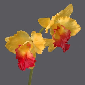 Орхидея Каттлея крупная жёлто-розовая