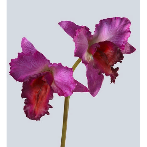 Орхидея Каттлея крупная темно-сирен от TREEZ, TZ.PL.TR.1536