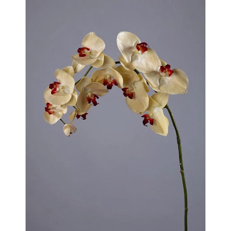 Орхидея Фаленопсис бледно-золотистая с бордо от TREEZ, TZ.PL.TR.1539