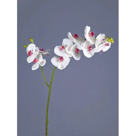 Орхидея Фаленопсис белая с роз.сердцевинкой ветвь двойная от TREEZ, TZ.PL.TR.1541